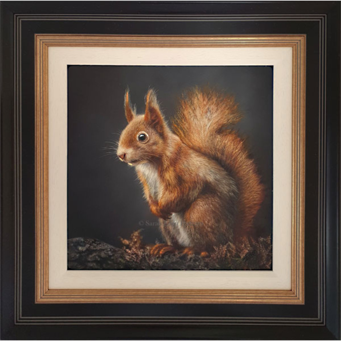 LITTLE RED - SQUIRREL