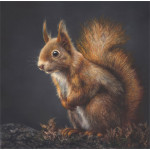 LITTLE RED - SQUIRREL