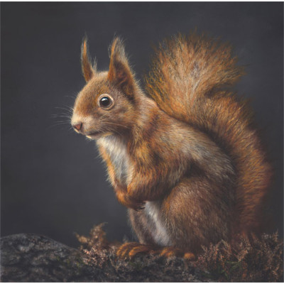 LITTLE RED - SQUIRREL