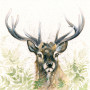 LORD KNOWS (STAG)