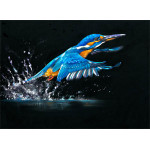 MAKING A SPLASH (KINGFISHER)