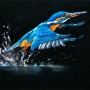 MAKING A SPLASH (KINGFISHER)