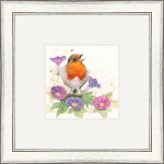 Morning Glory (Robin)