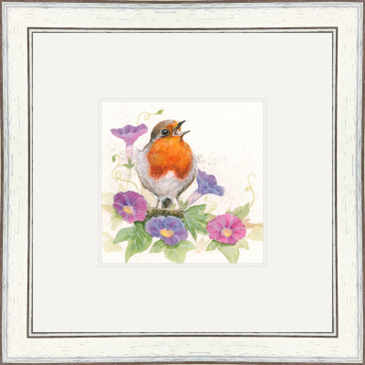 Morning Glory (Robin)
