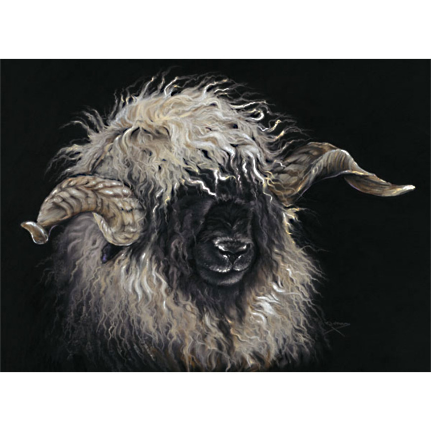 Mr Blacknose (Valais Ram)