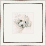 Oscar (Bichon Frise)