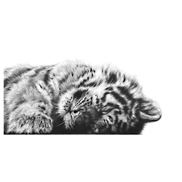 Peaceful (Siberian Tiger)