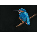 Royal Blue (Kingfisher) - (SML)