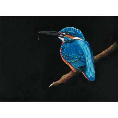 Royal Blue (Kingfisher) - (MED)