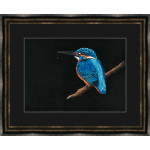 Royal Blue (Kingfisher) - (SML)