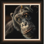 Reflection - Chimp
