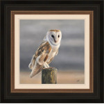 Serenity - Owl