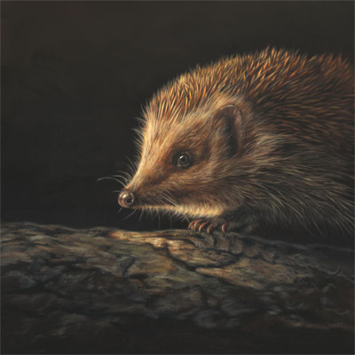 SCOUT - HEDGEHOG