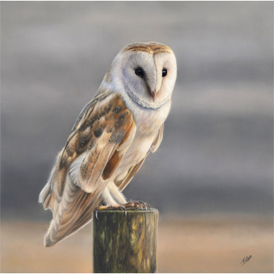 Serenity - Owl