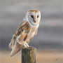 Serenity - Owl