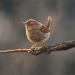 SMALL AND MIGHTY - WREN