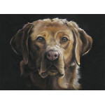 Red Eye (LGE) - Fox Red Labrador