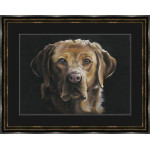 Red Eye (LGE) - Fox Red Labrador