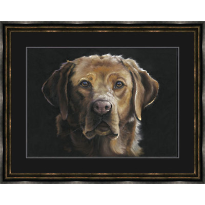 Red Eye - Fox Red Labrador