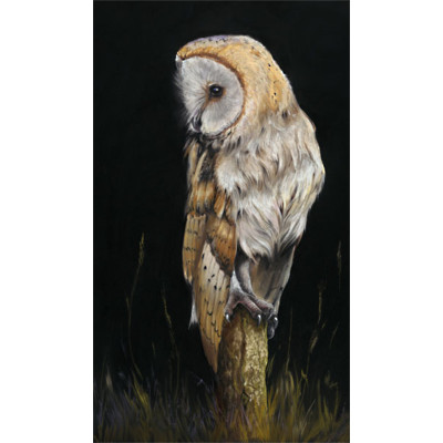Last Post (Barn Owl)