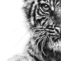 THE WATCHFUL HUNTRESS (SUMATRAN TIGER CUB)