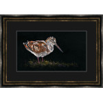 THE WOODCOCK