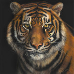 Hungry Eyes - Tiger
