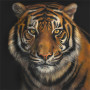 Hungry Eyes - Tiger