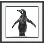WATCH MY BACK (AFRICAN PENGUIN)