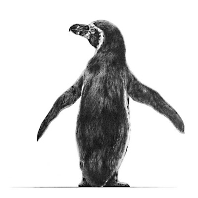 WATCH MY BACK (AFRICAN PENGUIN)