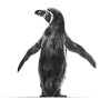 WATCH MY BACK (AFRICAN PENGUIN)