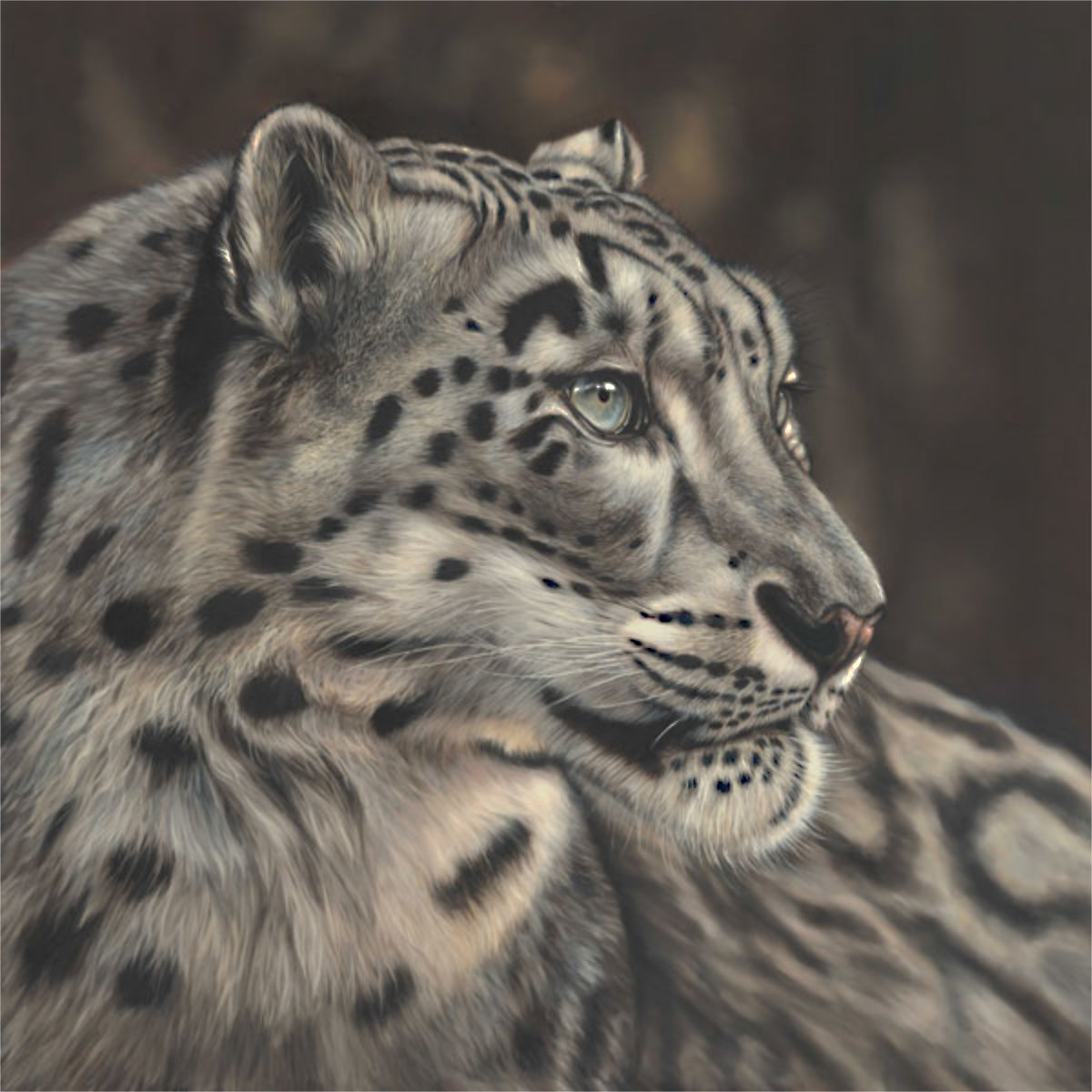 WINTERS EYE - SNOW LEOPARD