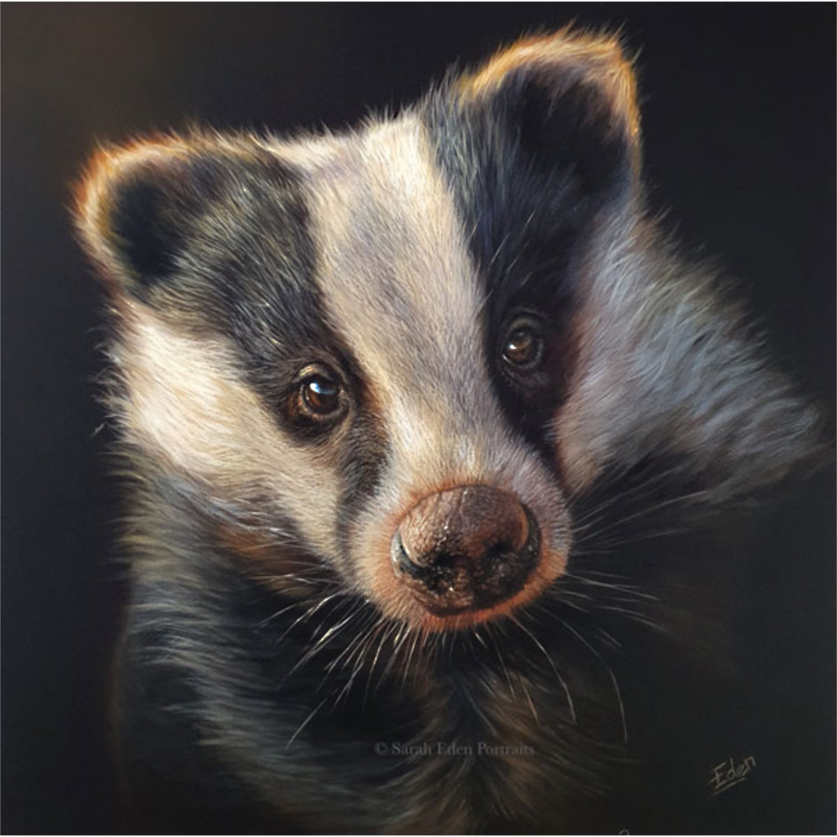 The Young Explorer - Badger