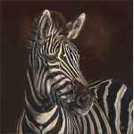 ZURI - ZEBRA
