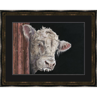 Allo, Allo - Charolais Bull