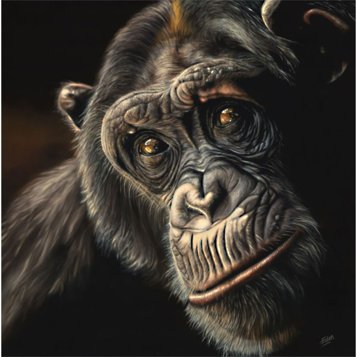 Reflection - Chimp