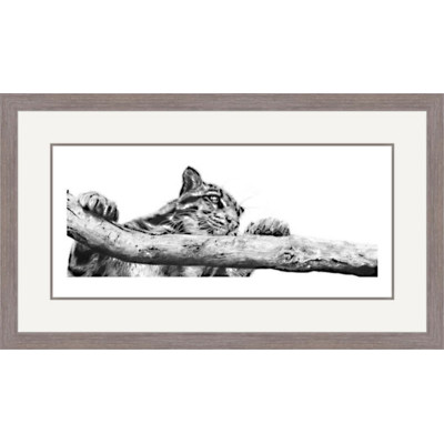 Clouded Judgement (Clouded Leopard)