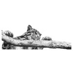 Clouded Judgement (Clouded Leopard)