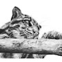 Clouded Judgement (Clouded Leopard)