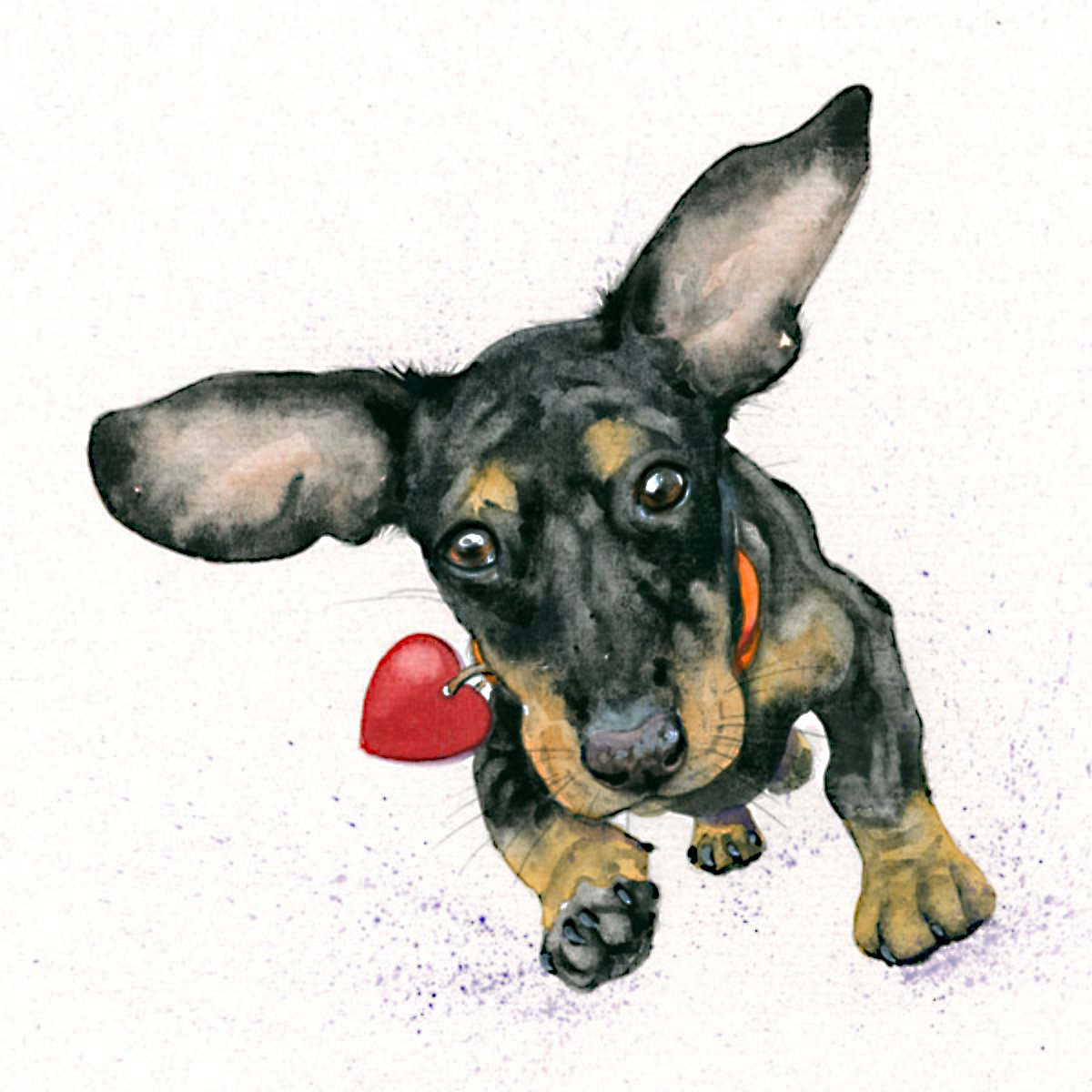 Incoming Kisses (Dachshund)