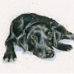 Jet (Black Lab)