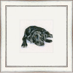 Jet (Black Lab)