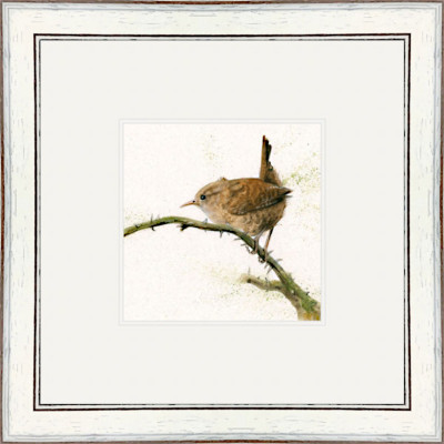 Little Wren (Wren)