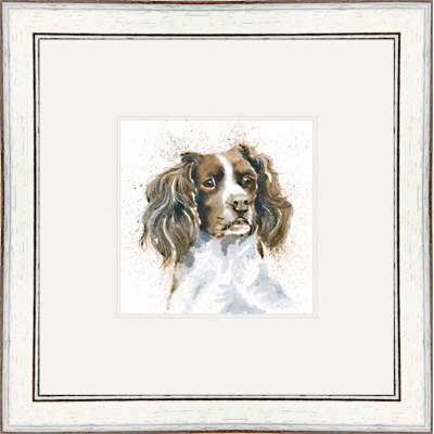 Sam (Springer)
