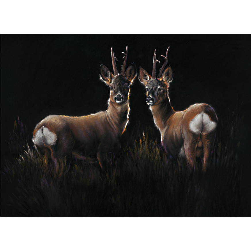 Two In A Roe - Roe Deer